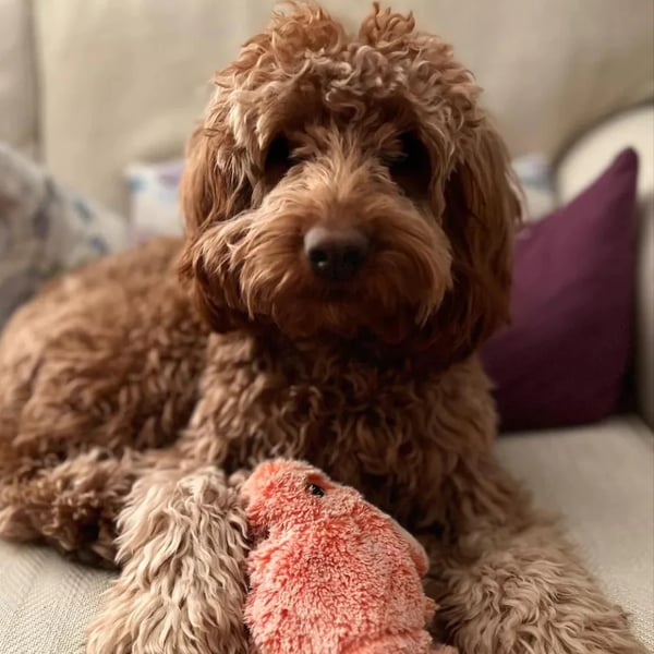 🐶Interactief hondenspeelgoed in de vorm van een kreeft