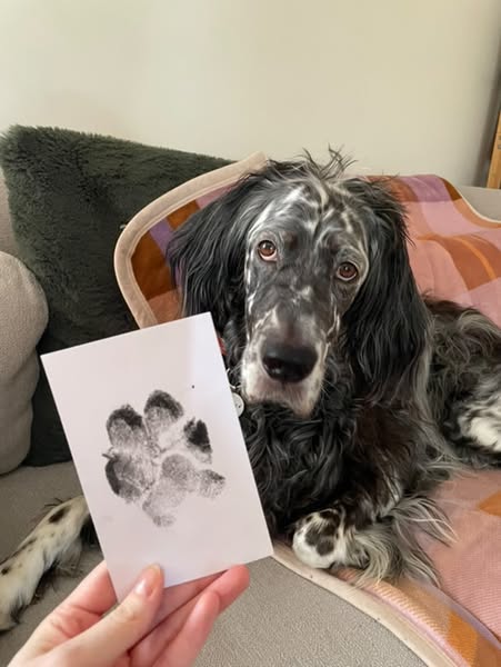 🔥Solange der Vorrat reicht 40 % Rabatt!🐶Haustier-Pfotenabdruck-Set🐾🐾