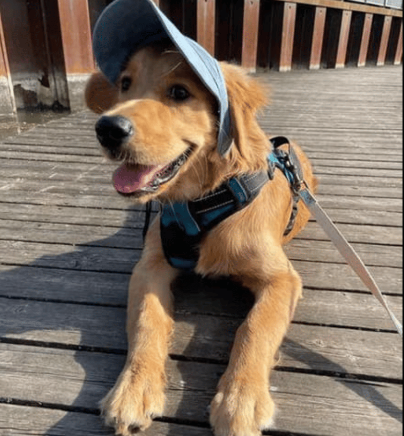 🔥 Capottina parasole da esterno per cani: protezione perfetta dal sole! 🌞🐶
