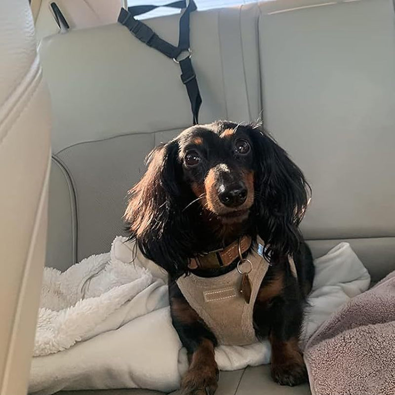 🐕🦺 Sicherheitsgurt & Leine 2-in-1 – Auto, Zug, Spazieren 🐾🐕 verstellbar, reflektierend, crashgetestet – für ruhige & aktive Hunde – JETZT sparen!